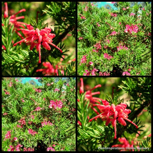 Grevillea Nancy Otzen x 1 Plants Red Flowering Native Garden Shrubs Bush Hedge Hardy Drought Frost Bird Attracting lanigera x rosmarinifolia hybrid